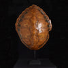 Early 20th Century Loggerhead Turtle Shell on Stand.