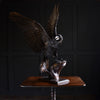 Magnificent Vintage Mounted Raven. ''Genus Corvus''