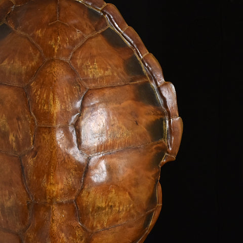 Early 20th Century Loggerhead Turtle Shell on Stand.