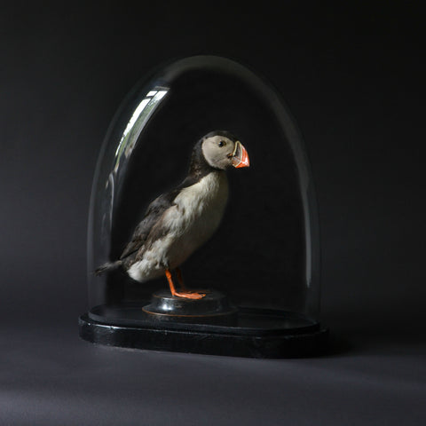 Wonderful Edwardian Puffin In Glass Dome