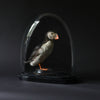 Wonderful Edwardian Puffin In Glass Dome