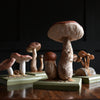 Wonderful Cased Set of Vintage Scientific Identification Models of Edible Fungi.