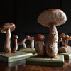 Wonderful Cased Set of Vintage Scientific Identification Models of Edible Fungi.