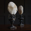 Delightful Pair of Vintage Mushroom Coral Specimens on Stands.