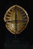 Early 20th Century Loggerhead Turtle Shell on Stand.