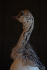 Characterful Ostrich Chick in Victorian Glass Dome.