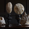 Delightful Pair of Vintage Mushroom Coral Specimens on Stands.