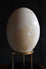 Magnificent Egg of an Aepyornis Maximus, Extinct Elephant Bird.