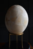 Magnificent Egg of an Aepyornis Maximus, Extinct Elephant Bird.