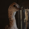 Characterful Ostrich Chick in Victorian Glass Dome.
