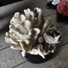 Decorative Large Vintage White Reef Coral Specimen on Stand.