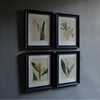 Four Framed Georgian Double Page Botanical Engravings - William Curtis, London 1823