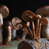 Wonderful Cased Set of Vintage Scientific Identification Models of Edible Fungi.