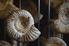 Beautiful Collection of Ammonite fossils Specimens in Victorian Glass Dome.'SOLD'