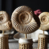 Madagascan Ammonite Fossil on Carved Column Stand.