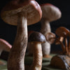 Wonderful Cased Set of Vintage Scientific Identification Models of Edible Fungi.