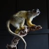 Outstanding Taxidermy Squirrel Monkey. (Saimiri Sciureus).