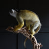 Outstanding Taxidermy Squirrel Monkey. (Saimiri Sciureus).