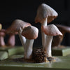 Scarce Cased Set of Vintage Scientific Identification Models of Poisonous Fungi.