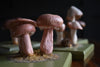 Scarce Cased Set of Vintage Scientific Identification Models of Poisonous Fungi.