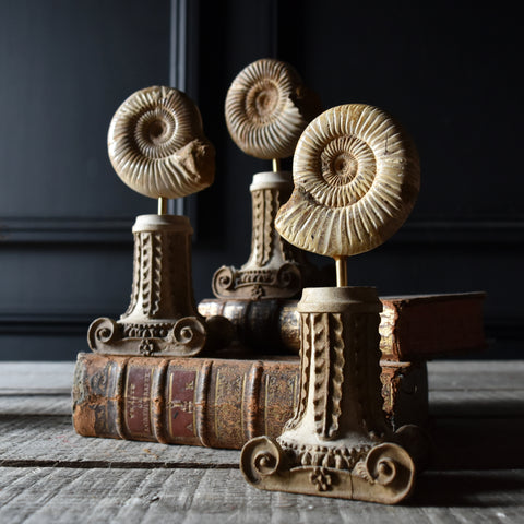 Madagascan Ammonite Fossil on Carved Column Stand.