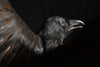 Magnificent Vintage Mounted Raven. ''Genus Corvus''