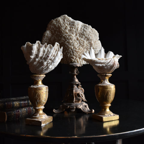 Vintage Coral and Shell Specimens on Stands.