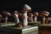 Scarce Cased Set of Vintage Scientific Identification Models of Poisonous Fungi.