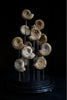 Beautiful Collection of Ammonite fossils Specimens in Victorian Glass Dome.'SOLD'