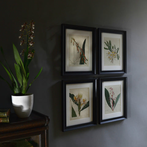 Four Framed Georgian Double Page Botanical Engravings - William Curtis, London 1823