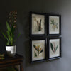 Four Framed Georgian Double Page Botanical Engravings - William Curtis, London 1823
