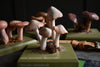 Scarce Cased Set of Vintage Scientific Identification Models of Poisonous Fungi.