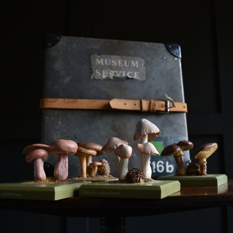 Scarce Cased Set of Vintage Scientific Identification Models of Poisonous Fungi.