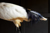 Wonderful Specimen of a Sacred Ibis.