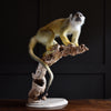 Outstanding Taxidermy Squirrel Monkey. (Saimiri Sciureus).