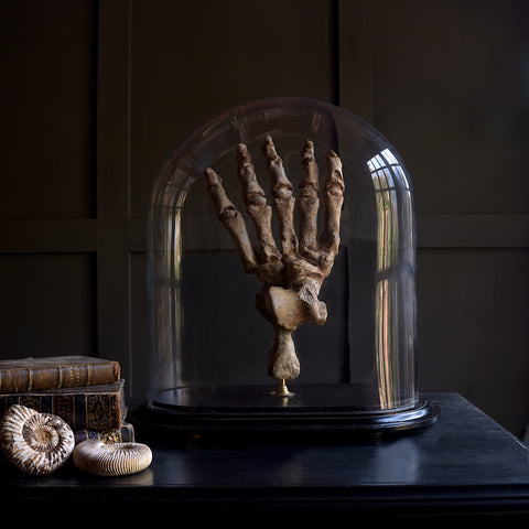 Magnificent Fossilised Ice Age Cave Bear Paw in Glass Dome.