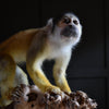 Outstanding Taxidermy Squirrel Monkey. (Saimiri Sciureus).