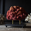 Red Organ Pipe Coral Specimen (Tubipora musica) Mounted on base.