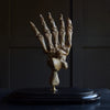 Magnificent Fossilised Ice Age Cave Bear Paw in Glass Dome.