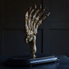 Magnificent Fossilised Ice Age Cave Bear Paw in Glass Dome.