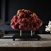 Red Organ Pipe Coral Specimen (Tubipora musica) Mounted on base.