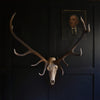 Large Set Of Mounted Red Deer Antlers 'SOLD'