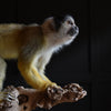 Outstanding Taxidermy Squirrel Monkey. (Saimiri Sciureus).