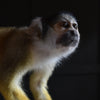 Outstanding Taxidermy Squirrel Monkey. (Saimiri Sciureus).