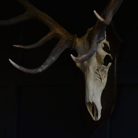 Large Set Of Mounted Red Deer Antlers 'SOLD'
