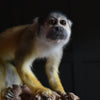 Outstanding Taxidermy Squirrel Monkey. (Saimiri Sciureus).