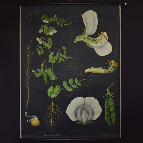 Vintage Botanical School Pull Chart 1960's. Pisum Sativum (Pea)