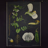 Vintage Botanical School Pull Chart 1960's. Pisum Sativum (Pea)