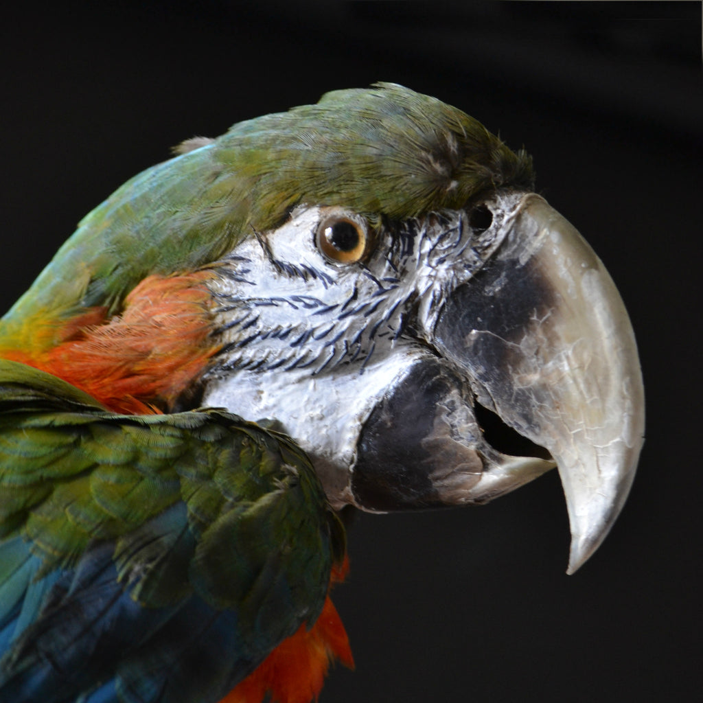 Delightful Taxidermy Harlequin Macaw.