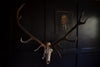 Large Set Of Mounted Red Deer Antlers 'SOLD'